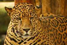 Jaguar 6